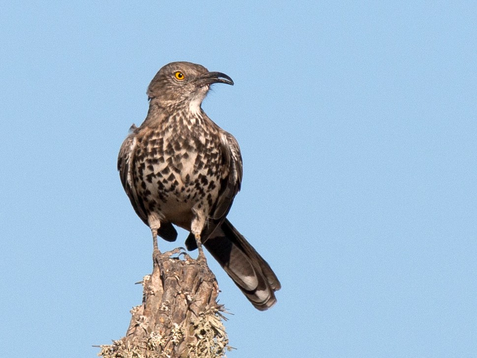 Gray Thrasher - Chris Wood