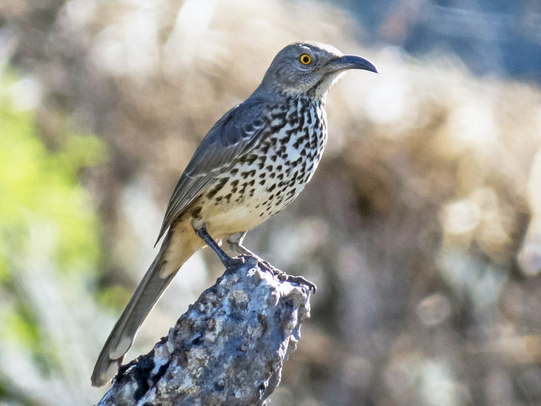 black thrasher bird