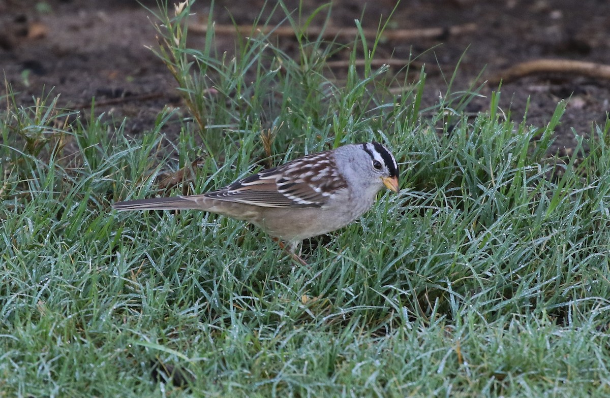 White-crowned Sparrow (Gambel's) - ML490488931