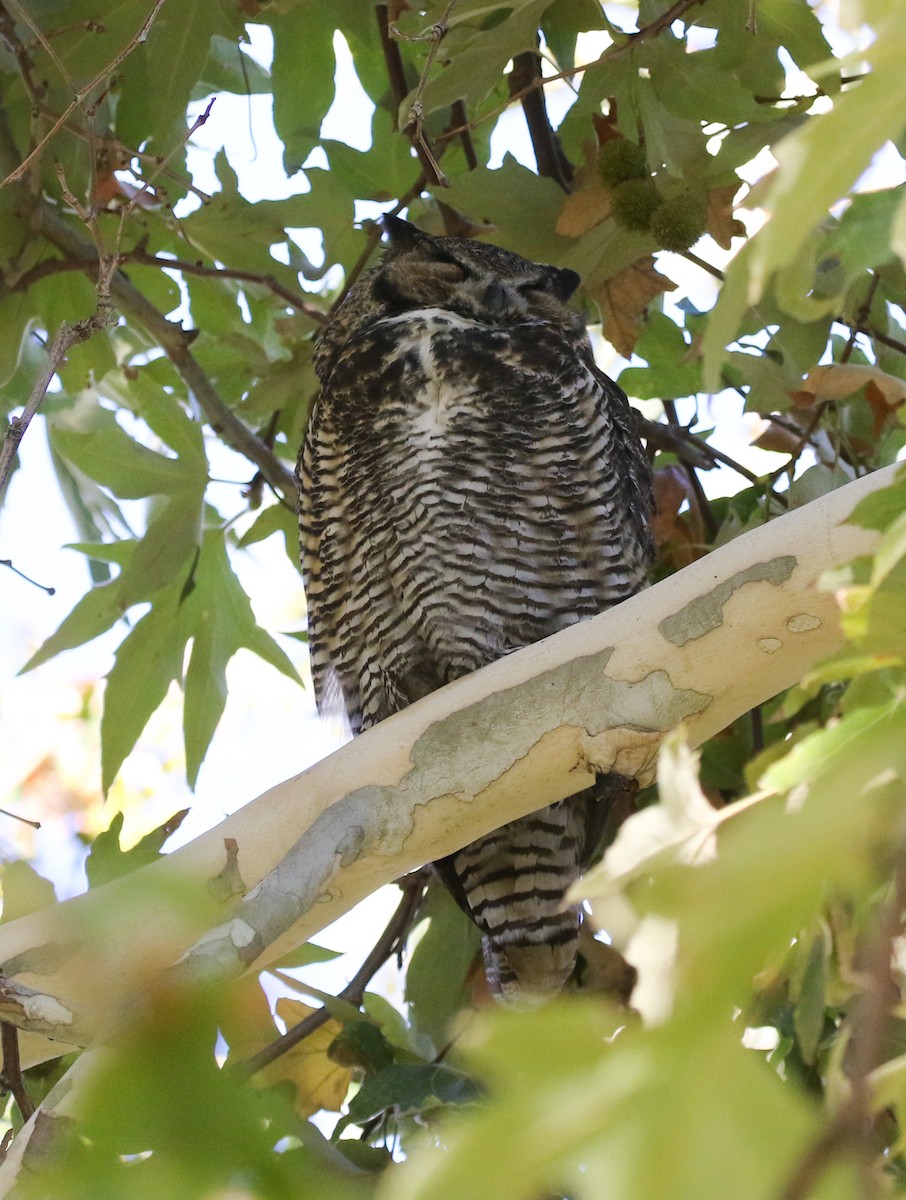 Great Horned Owl - ML490489141