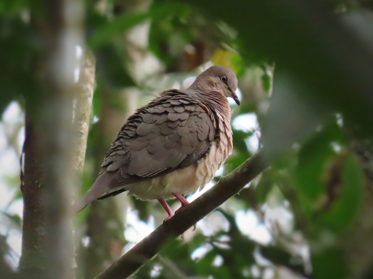 Large-tailed Dove - ML490489511