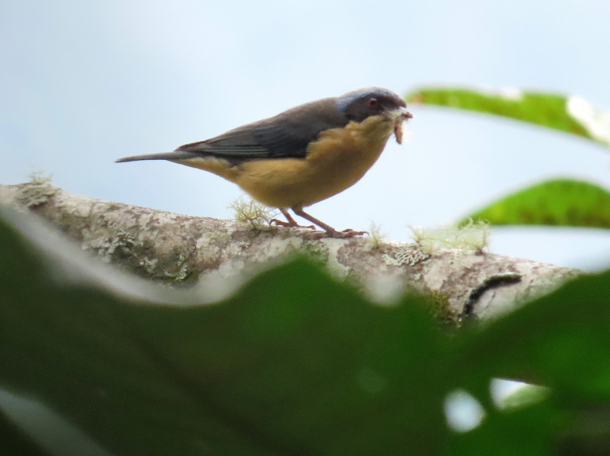 Fawn-breasted Tanager - ML490489861