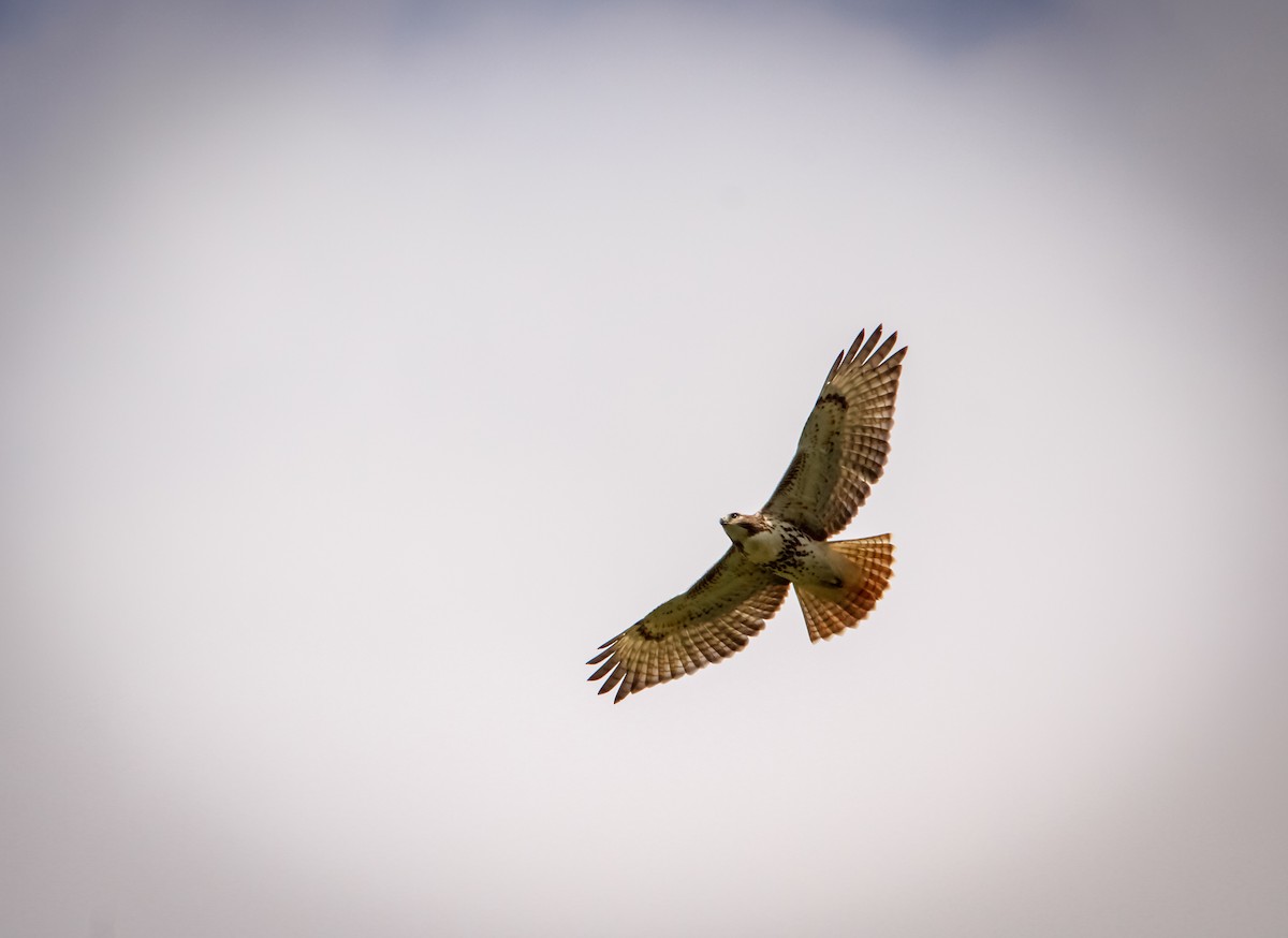 Red-tailed Hawk (borealis) - ML490490191