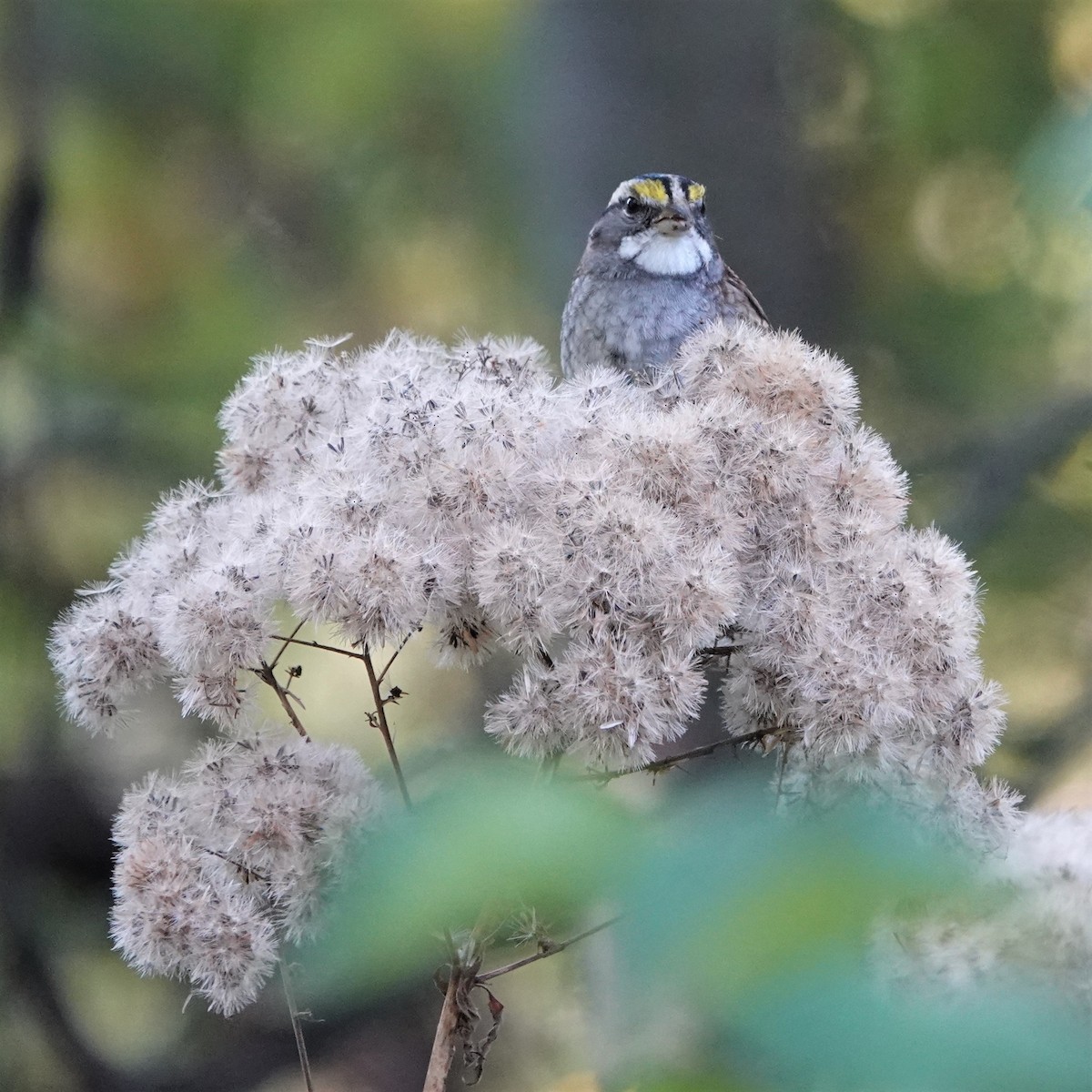 White-throated Sparrow - ML490491681