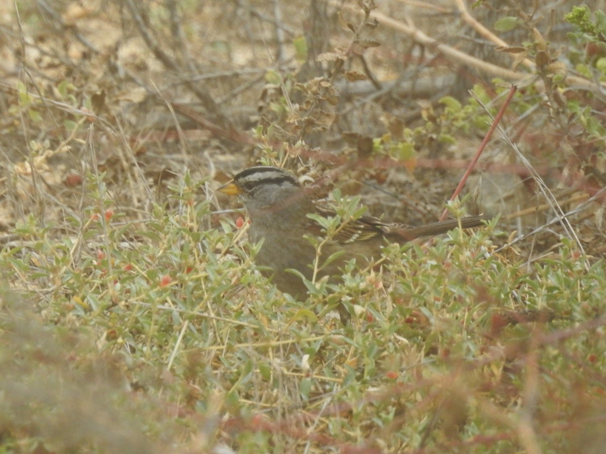 White-crowned Sparrow - ML490491941
