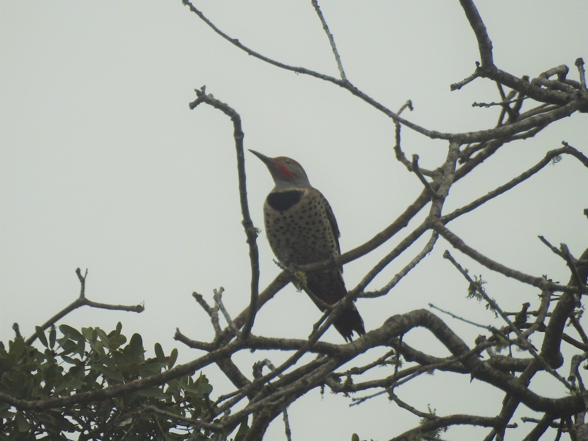 Northern Flicker (Red-shafted) - Colleen Cowdery
