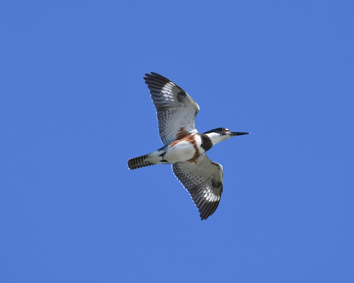 Belted Kingfisher - ML490494441