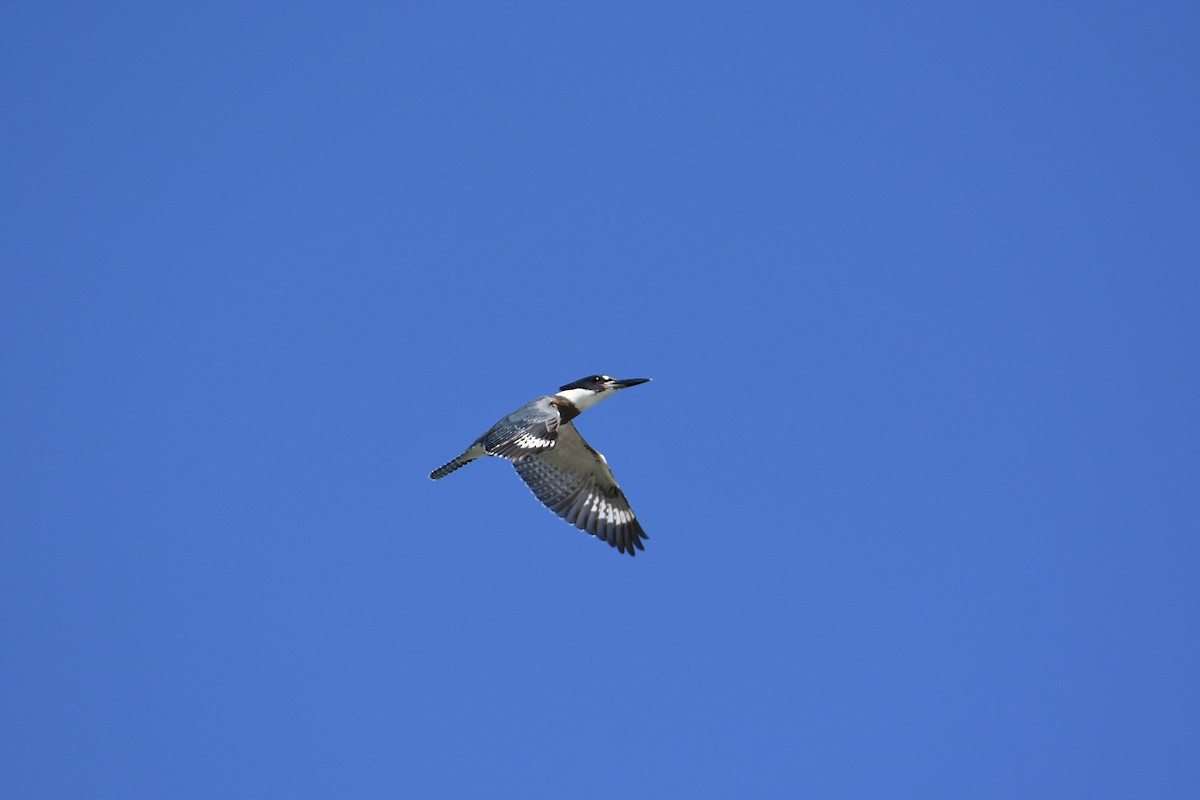 Belted Kingfisher - ML490494451