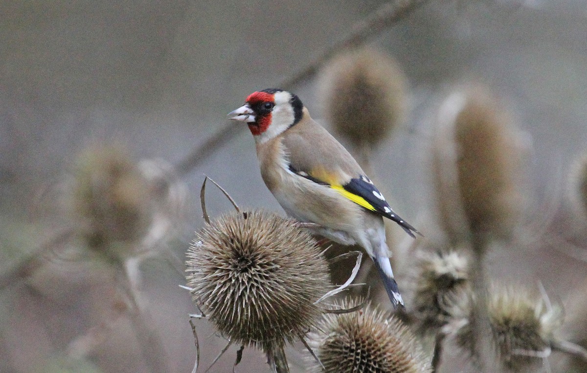 European Goldfinch - Paul Lewis