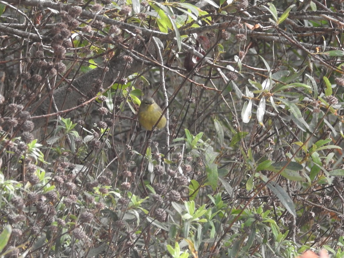 Orange-crowned Warbler (sordida) - ML490495311