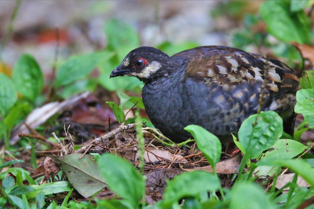 Malayan Partridge - Kaeden Sim