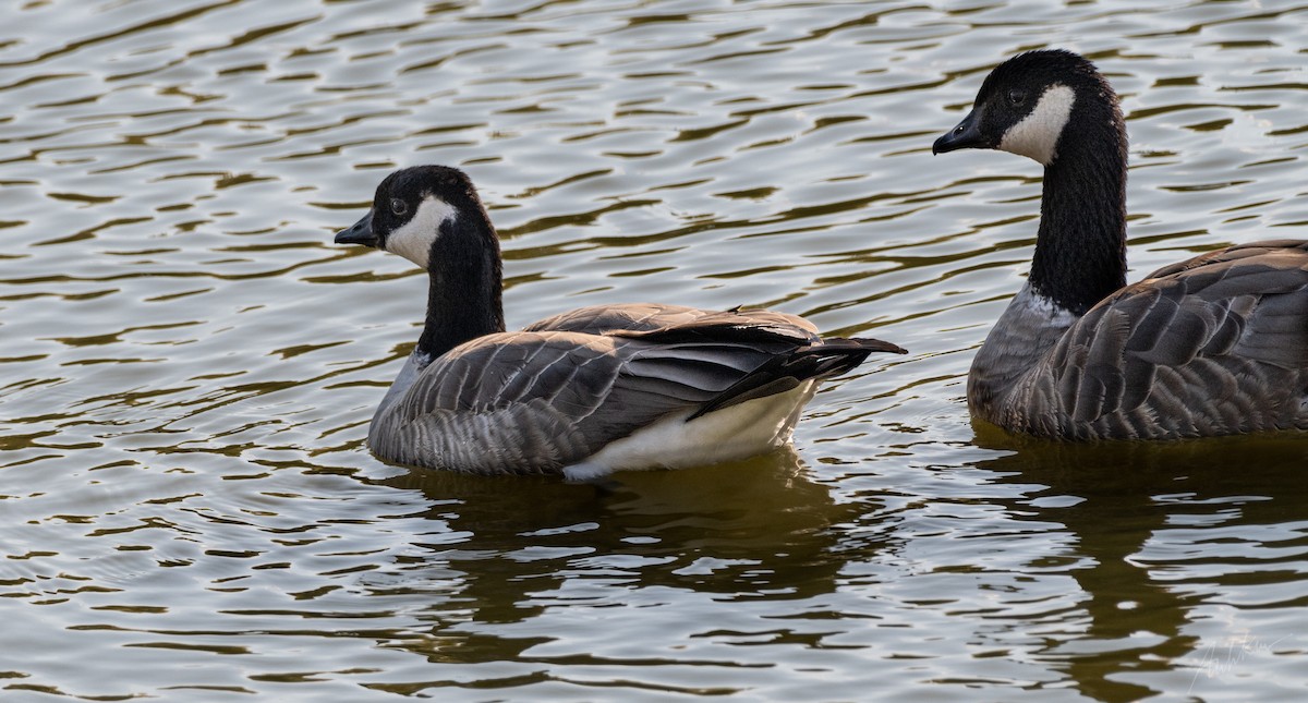 Cackling Goose - ML490502851