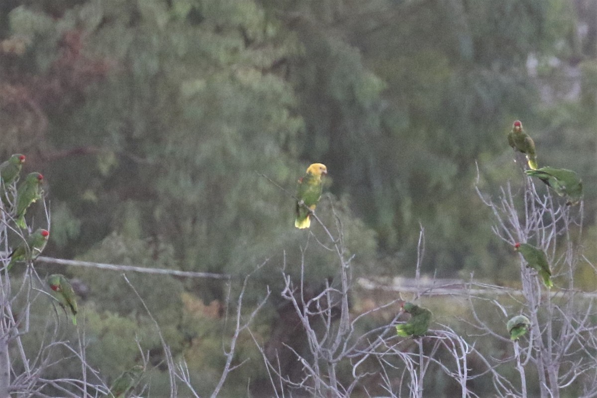Yellow-headed Parrot - ML490504901