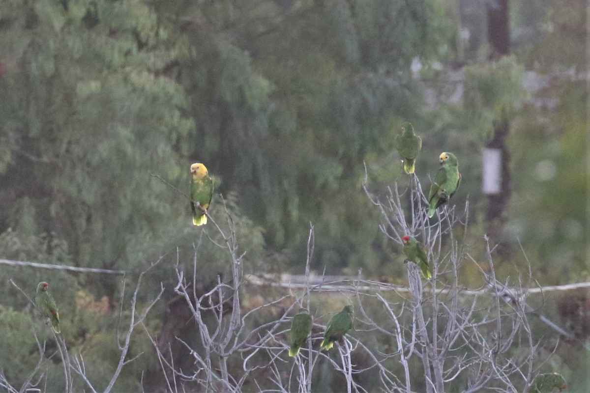 Yellow-headed Parrot - ML490504921