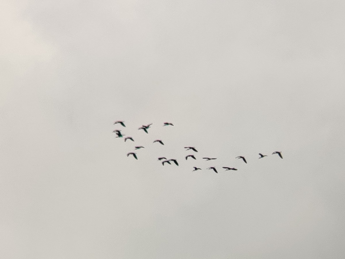 ibis hnědý - ML490505741