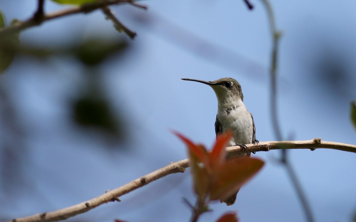 Ruby-throated Hummingbird - Jay McGowan