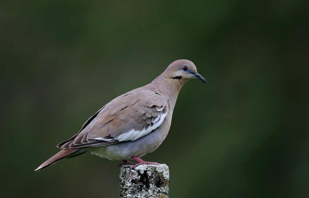 White-winged Dove - ML49050811