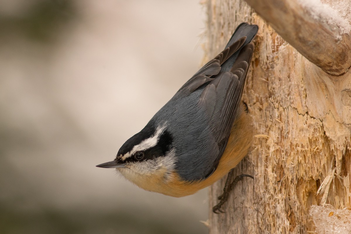 Red-breasted Nuthatch - ML49050901