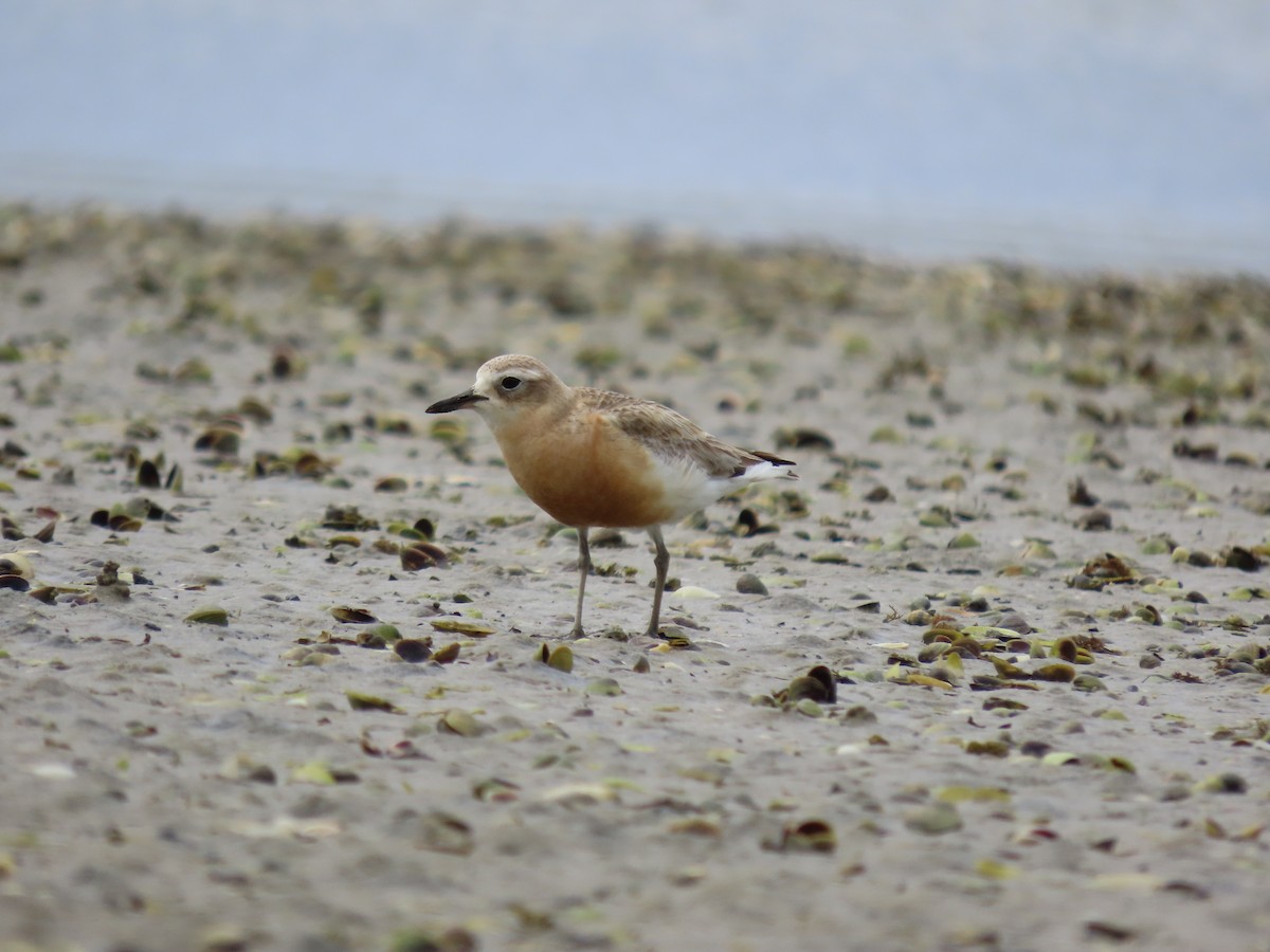 Red-breasted Dotterel - ML490513551