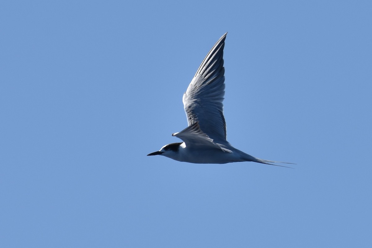 Common Tern - ML490515471