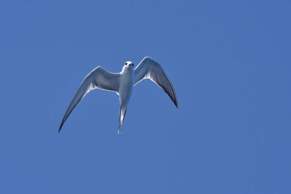 Common Tern - ML490515481