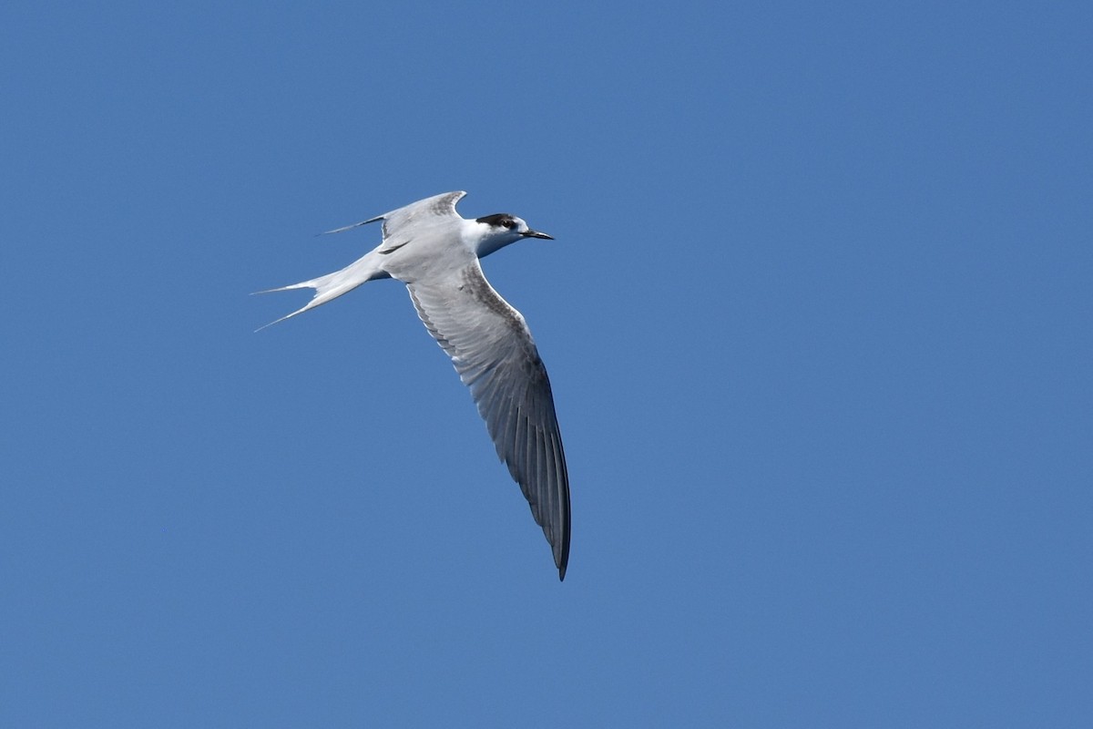 Common Tern - ML490515491