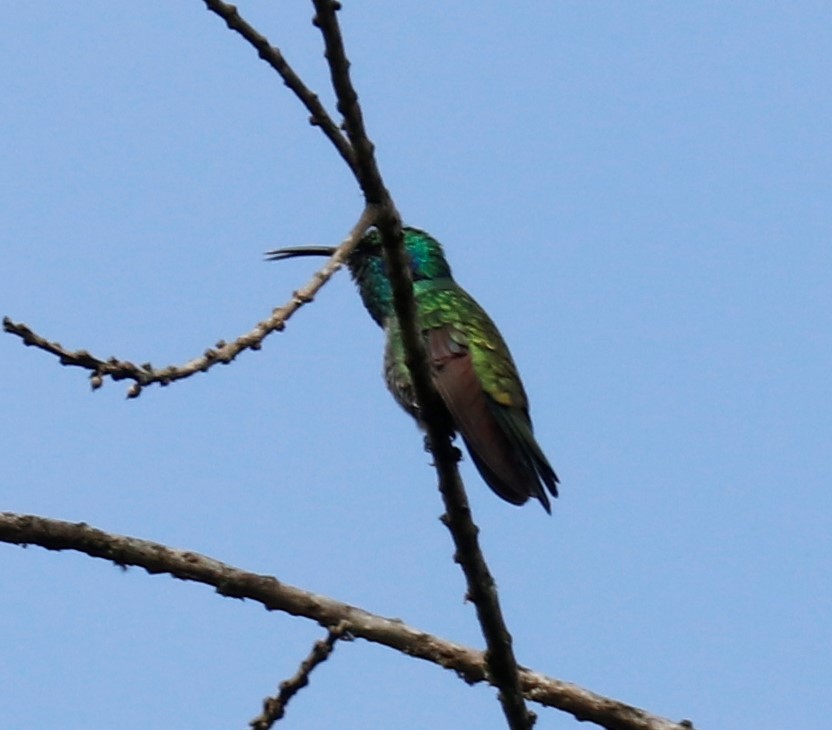 kolibřík modrouchý - ML490515571