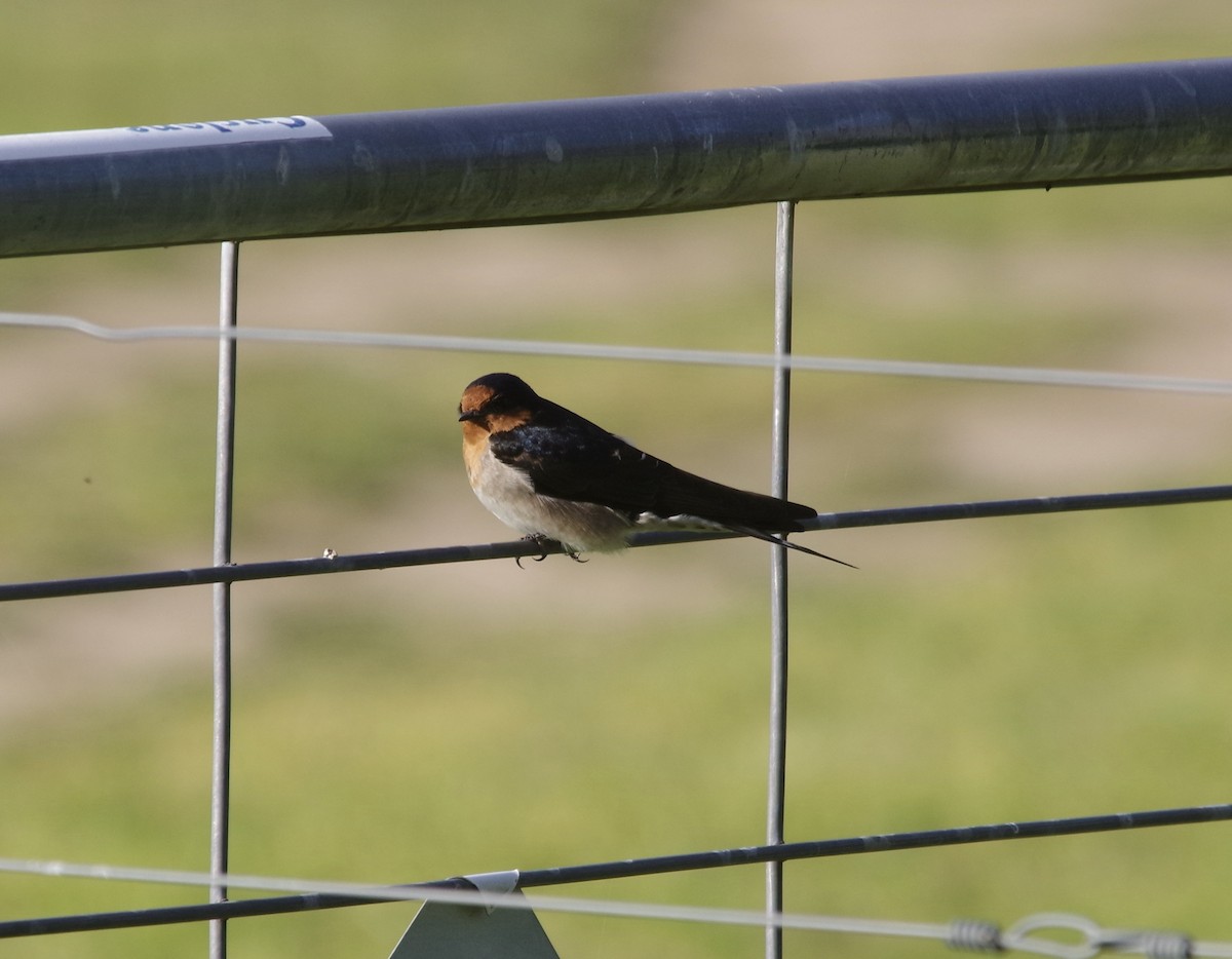 Welcome Swallow - ML490518091