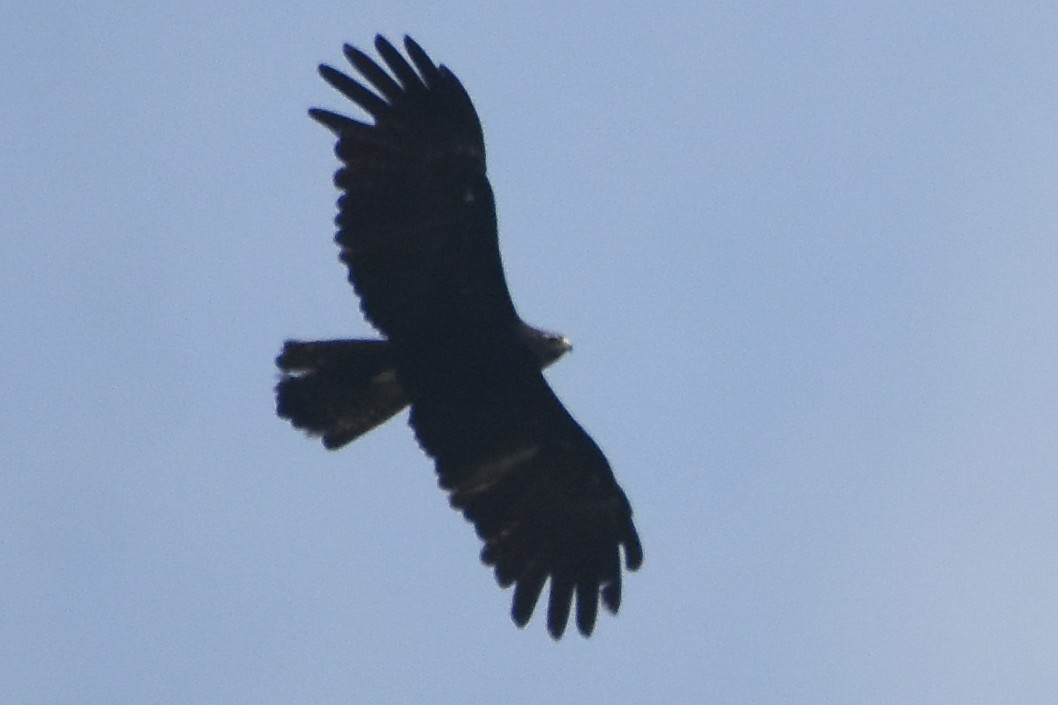 Black Eagle - ML490519521
