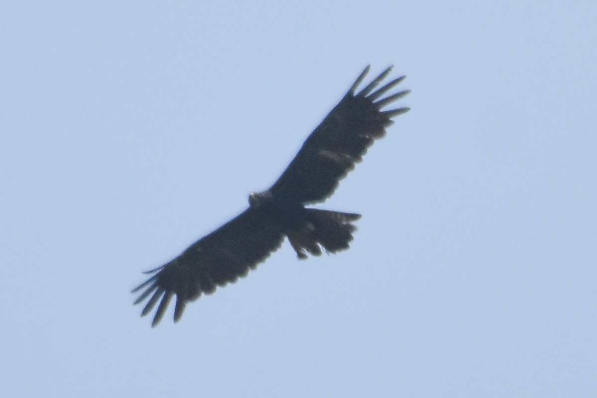 Black Eagle - ML490519541