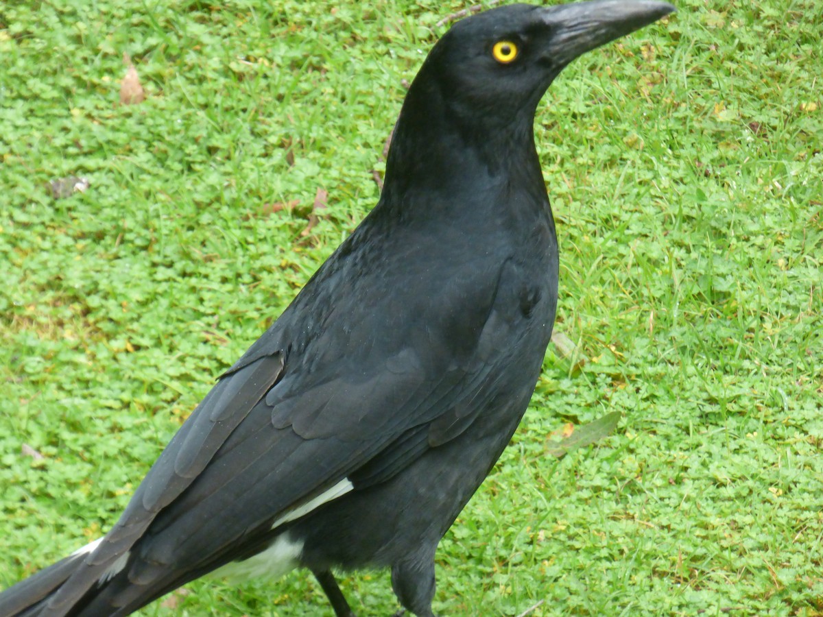 Pied Currawong - ML490525991