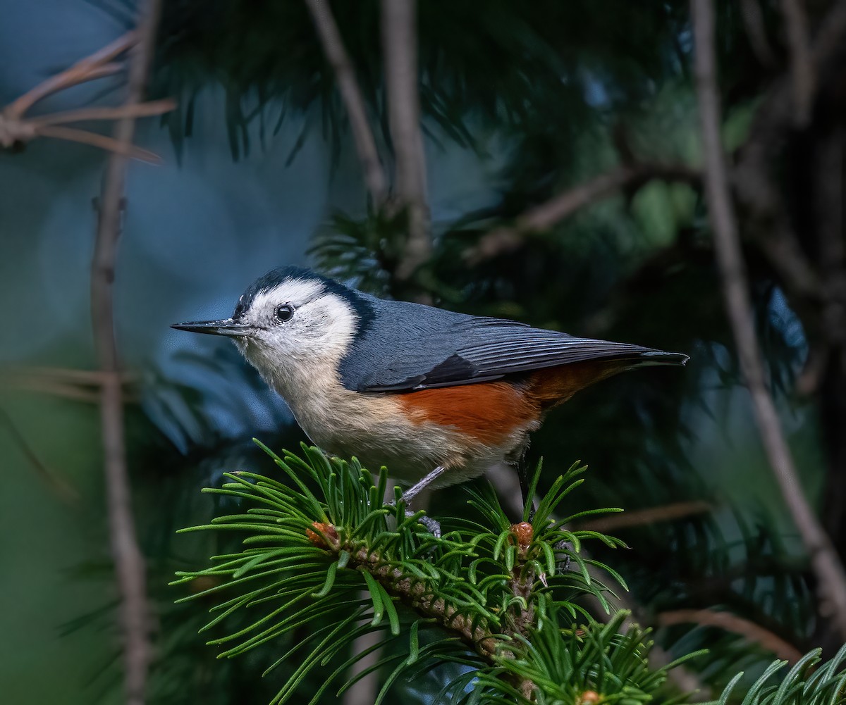 White-cheeked Nuthatch - ML490529341
