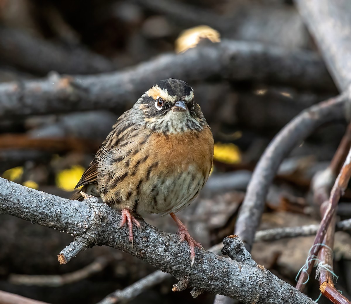 Rufous-breasted Accentor - ML490529411