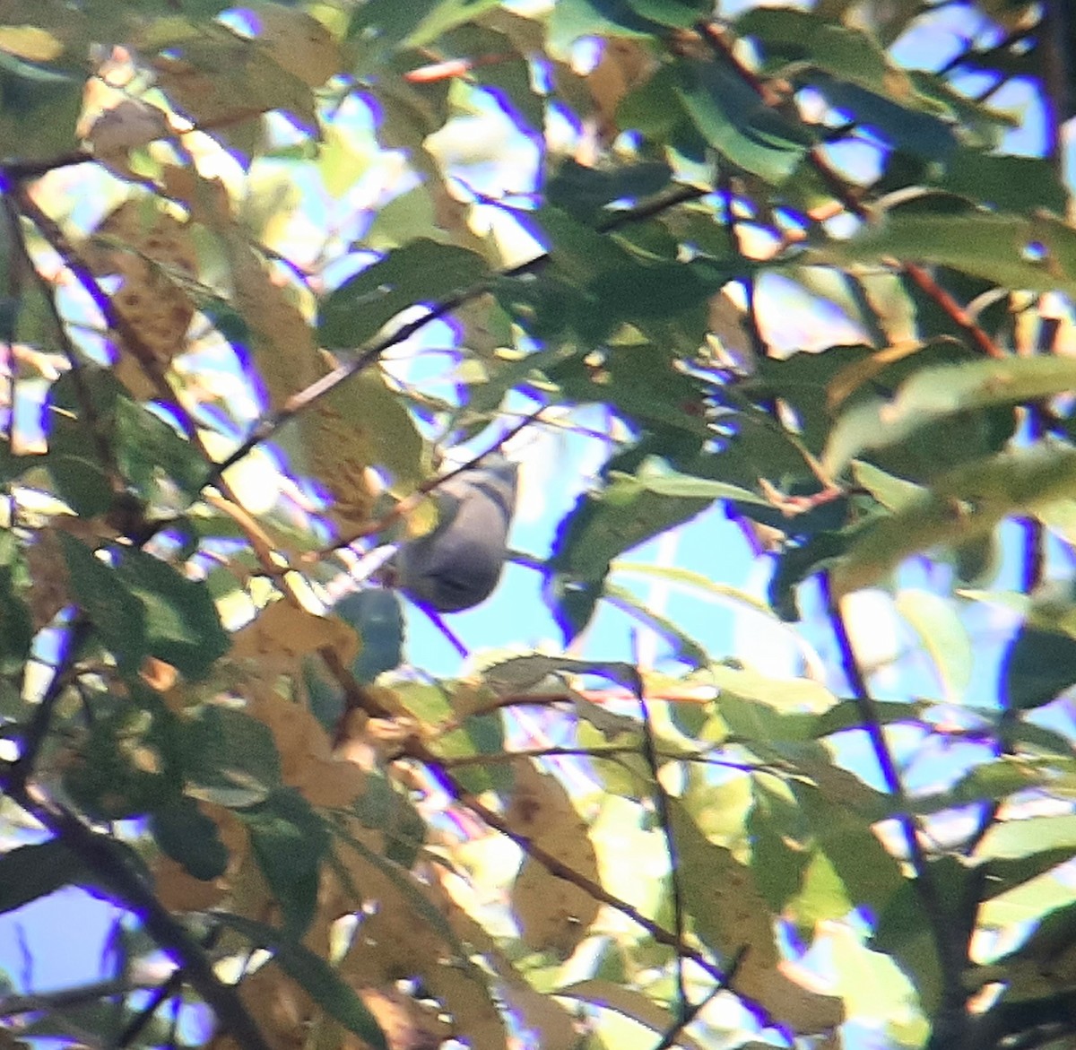 Orange-crowned Warbler - ML490529641