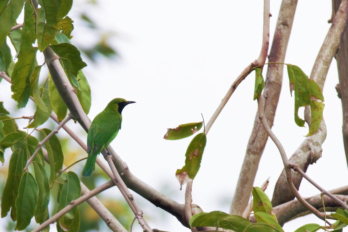 Lesser Green Leafbird - Kaeden Sim
