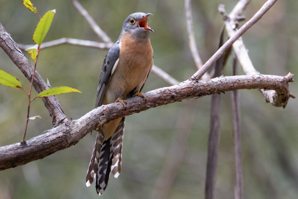 Fan-tailed Cuckoo - Felix Watson