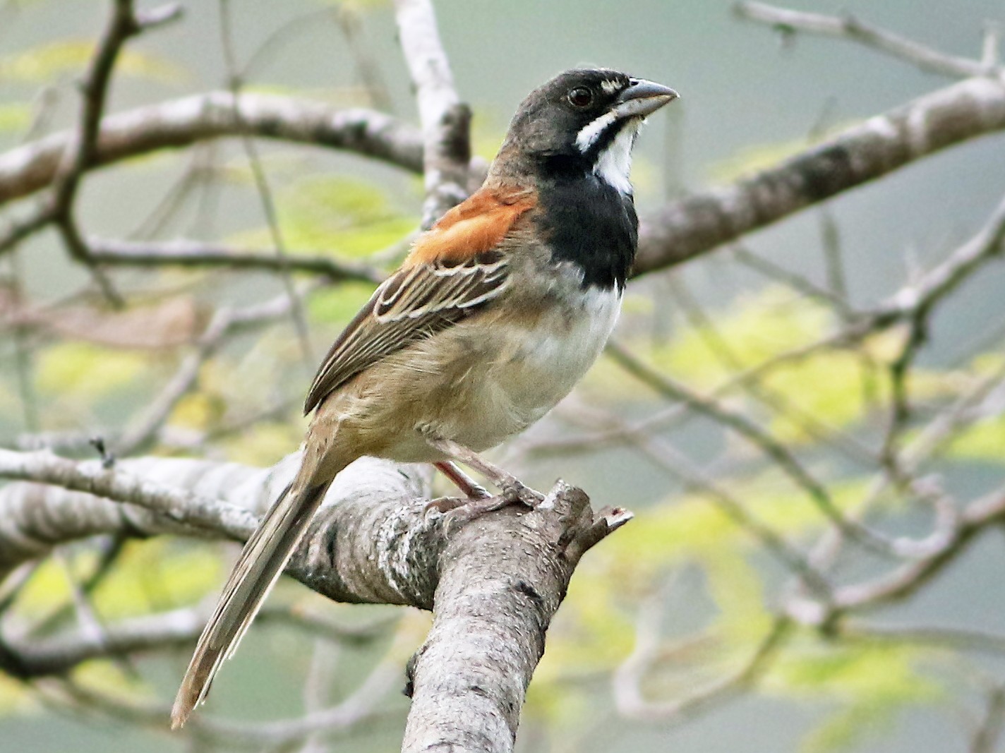 Black-chested Sparrow - Andrew Spencer