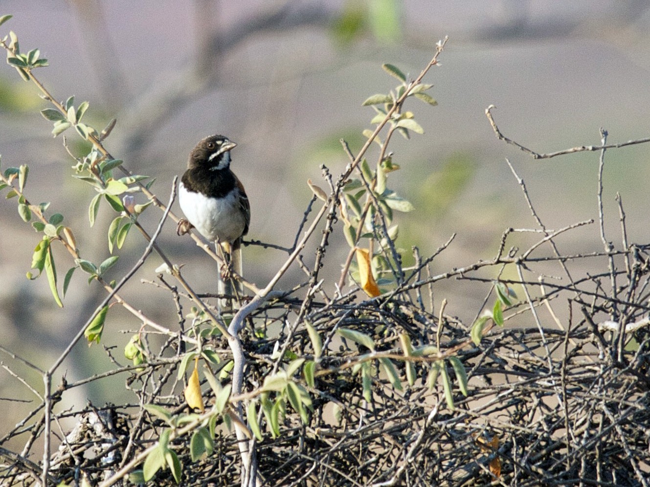 Black-chested Sparrow - Matt Brady