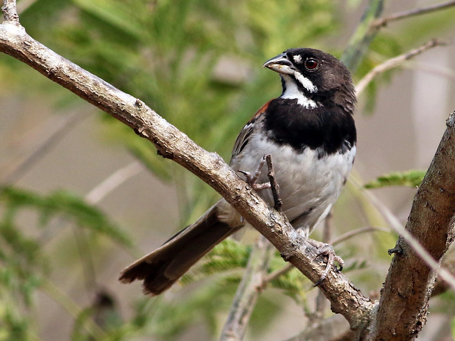 Black-chested Sparrow - eBird