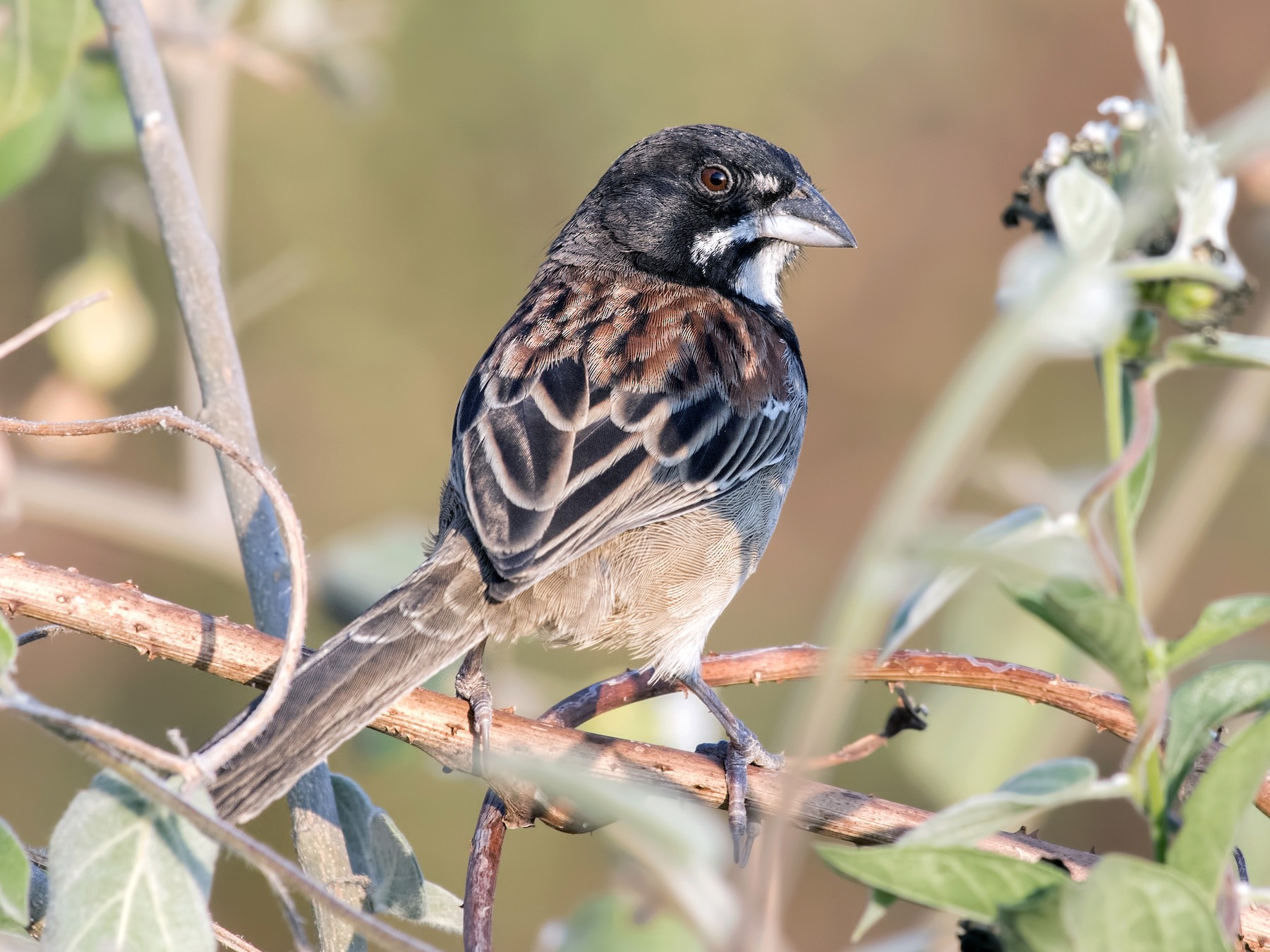 Black-chested Sparrow - Carl Giometti 🚽🦅
