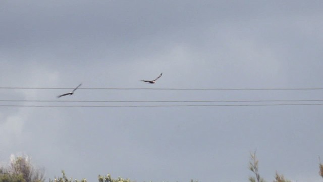 Square-tailed Kite - ML490531791