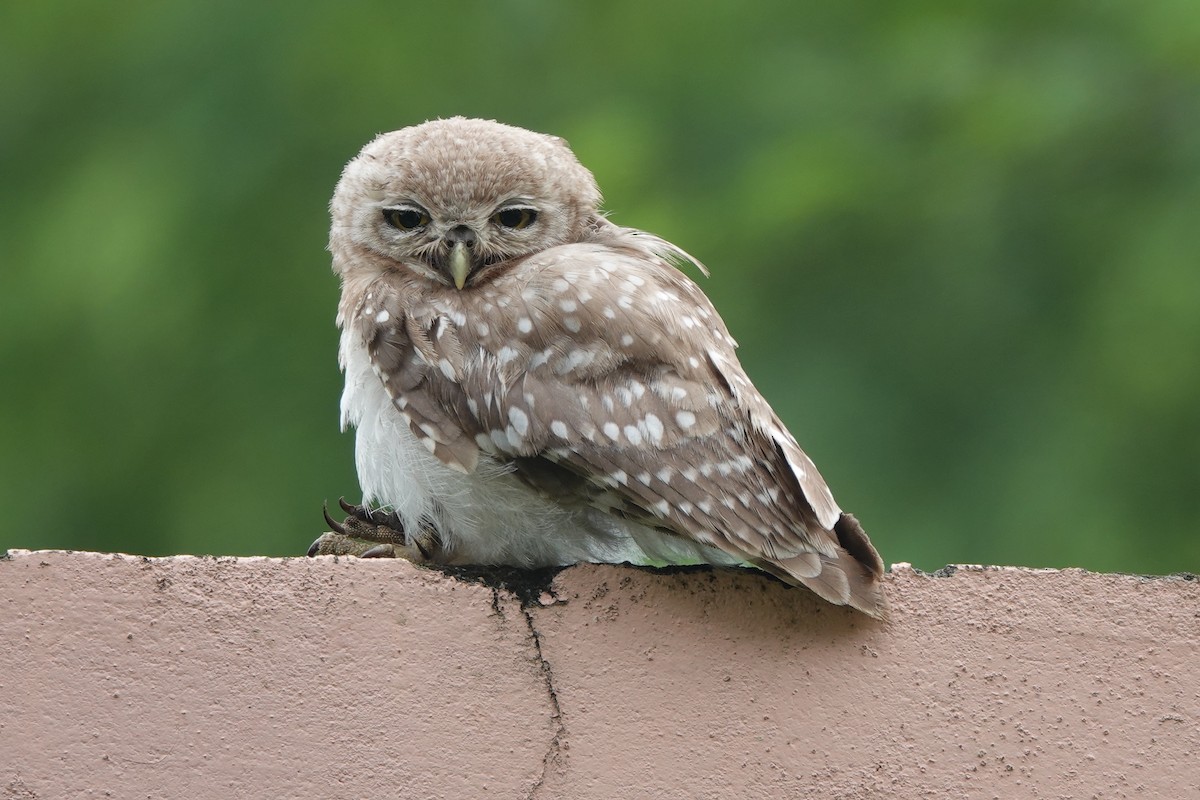 Spotted Owlet - ML490535761