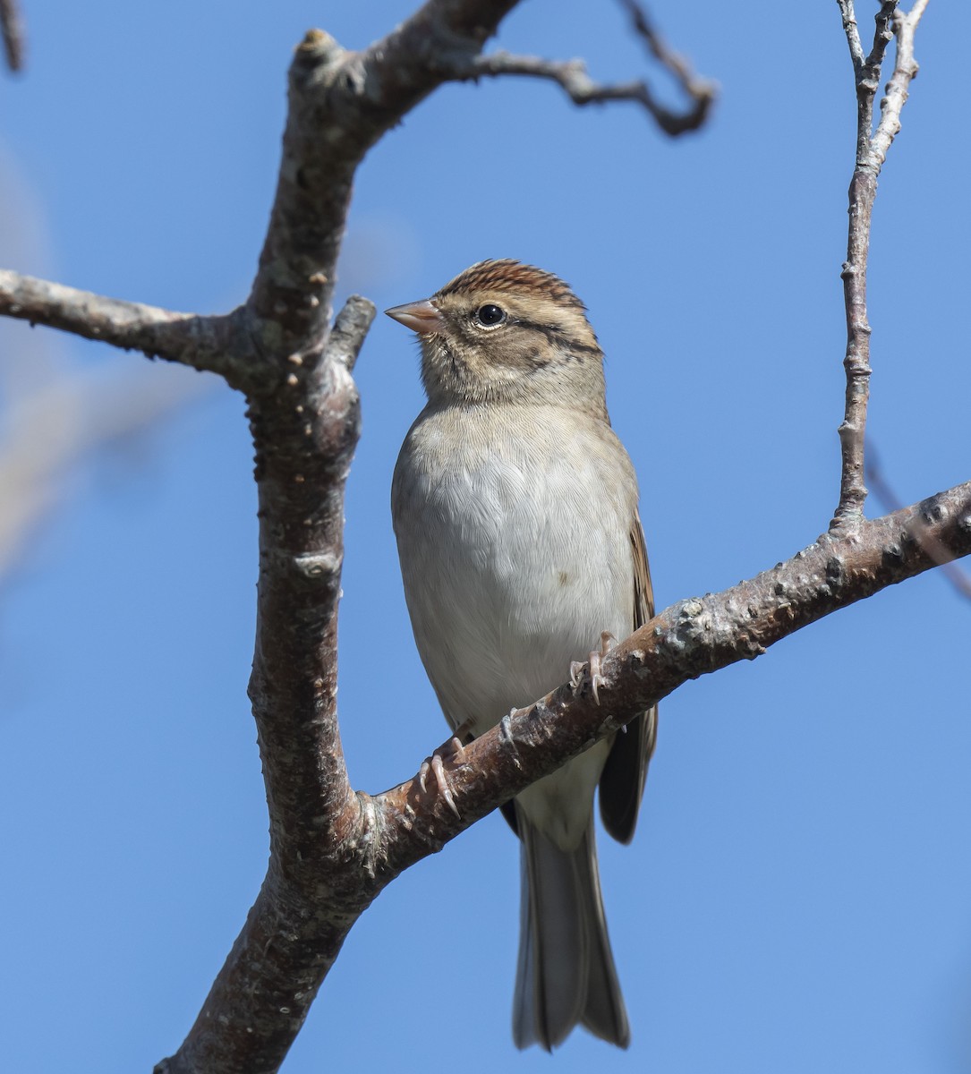 Chipping Sparrow - ML490537101