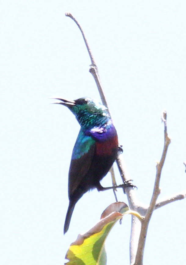 Purple-banded Sunbird - ML49053921