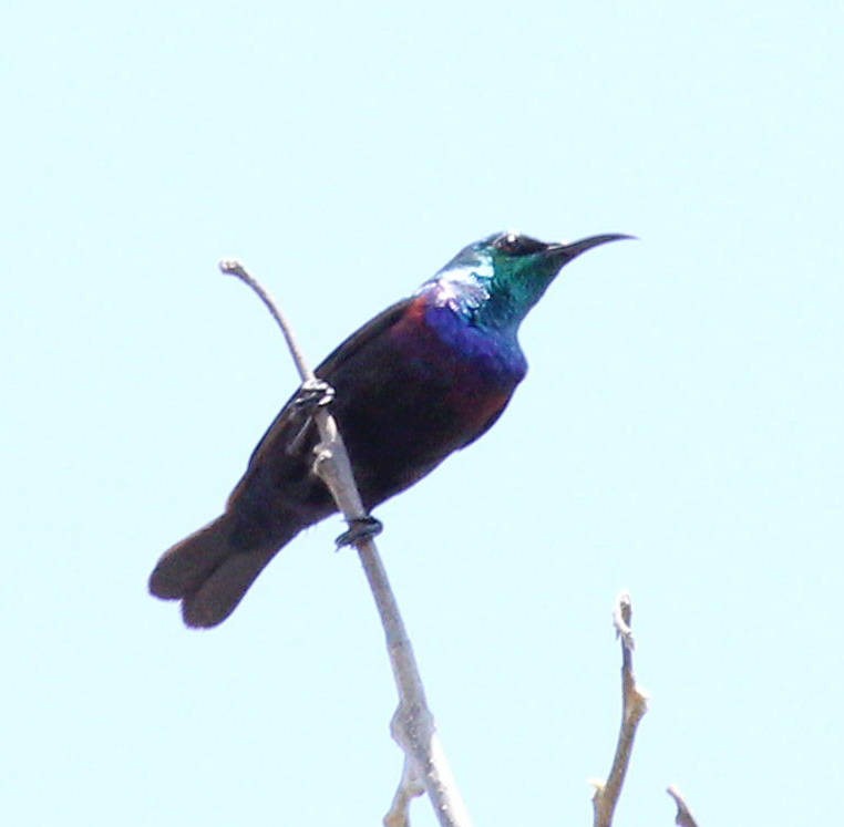 Purple-banded Sunbird - ML49053931