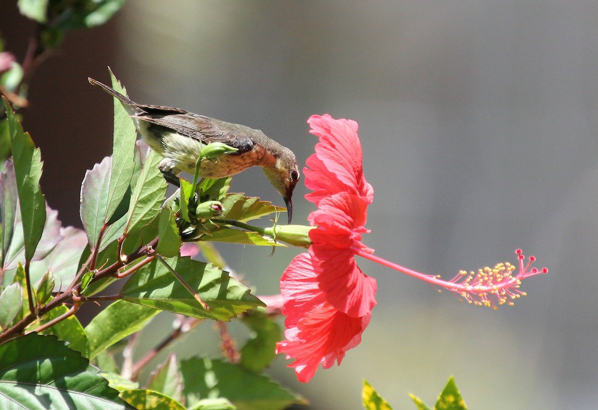 Mouse-colored Sunbird - ML49054091
