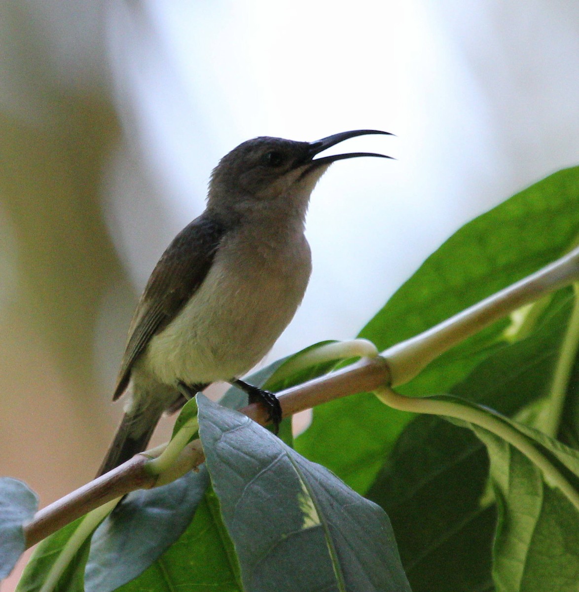 Mouse-colored Sunbird - ML49054101
