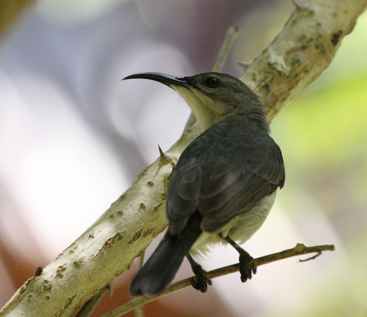 Mouse-colored Sunbird - ML49054121