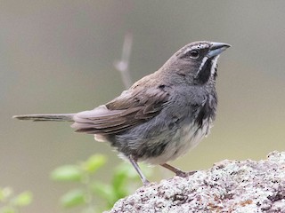 Five-striped Sparrow - Amphispizopsis quinquestriata - Birds of ...