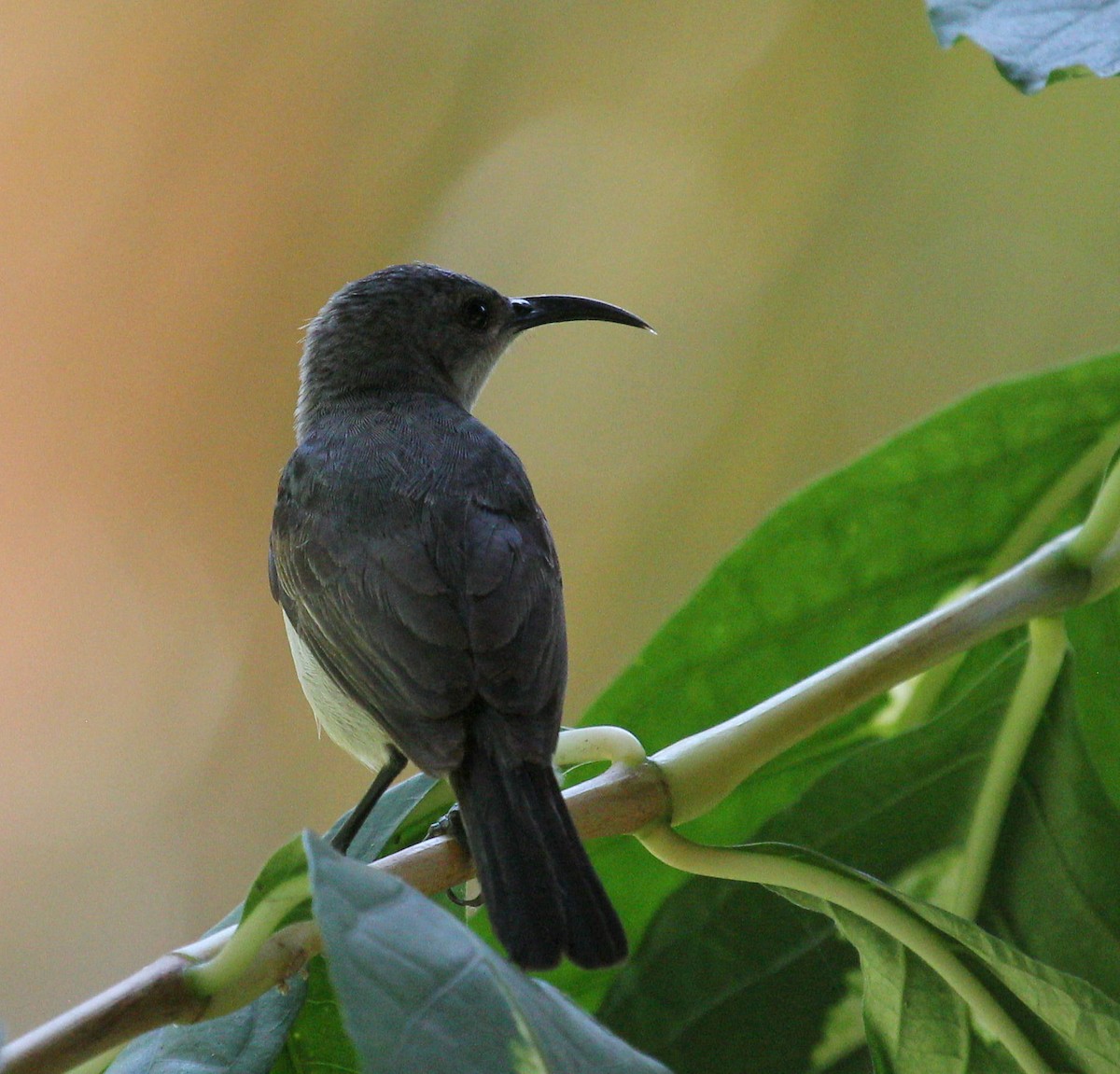 Mouse-colored Sunbird - ML49054311